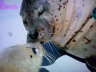 アザラシ救出ものがたり