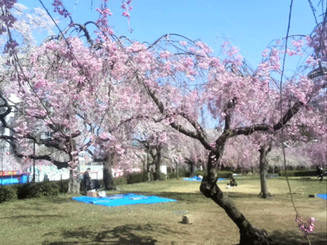 まだまだお花見出来ますよ～♪