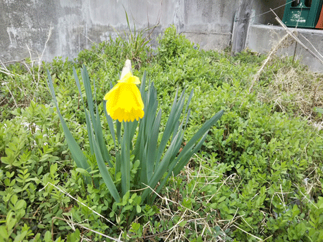 二年ぶりに眺める水仙の花(^^)