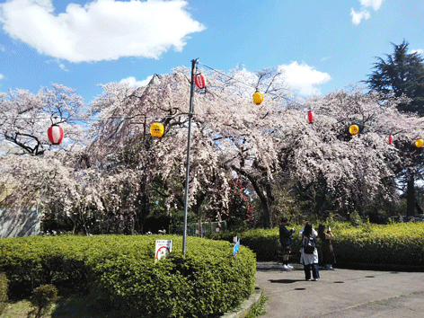 おいしいお酒でお花見しましょ♪