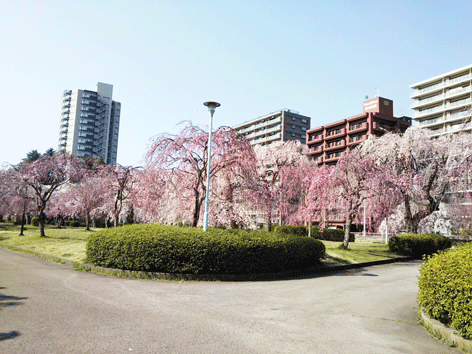 来年こそは、お花見をしたい♪