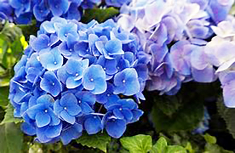 7月の当店定休日は、5日(日)と19日(日)です